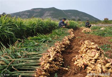 種姜|要如何種植生薑